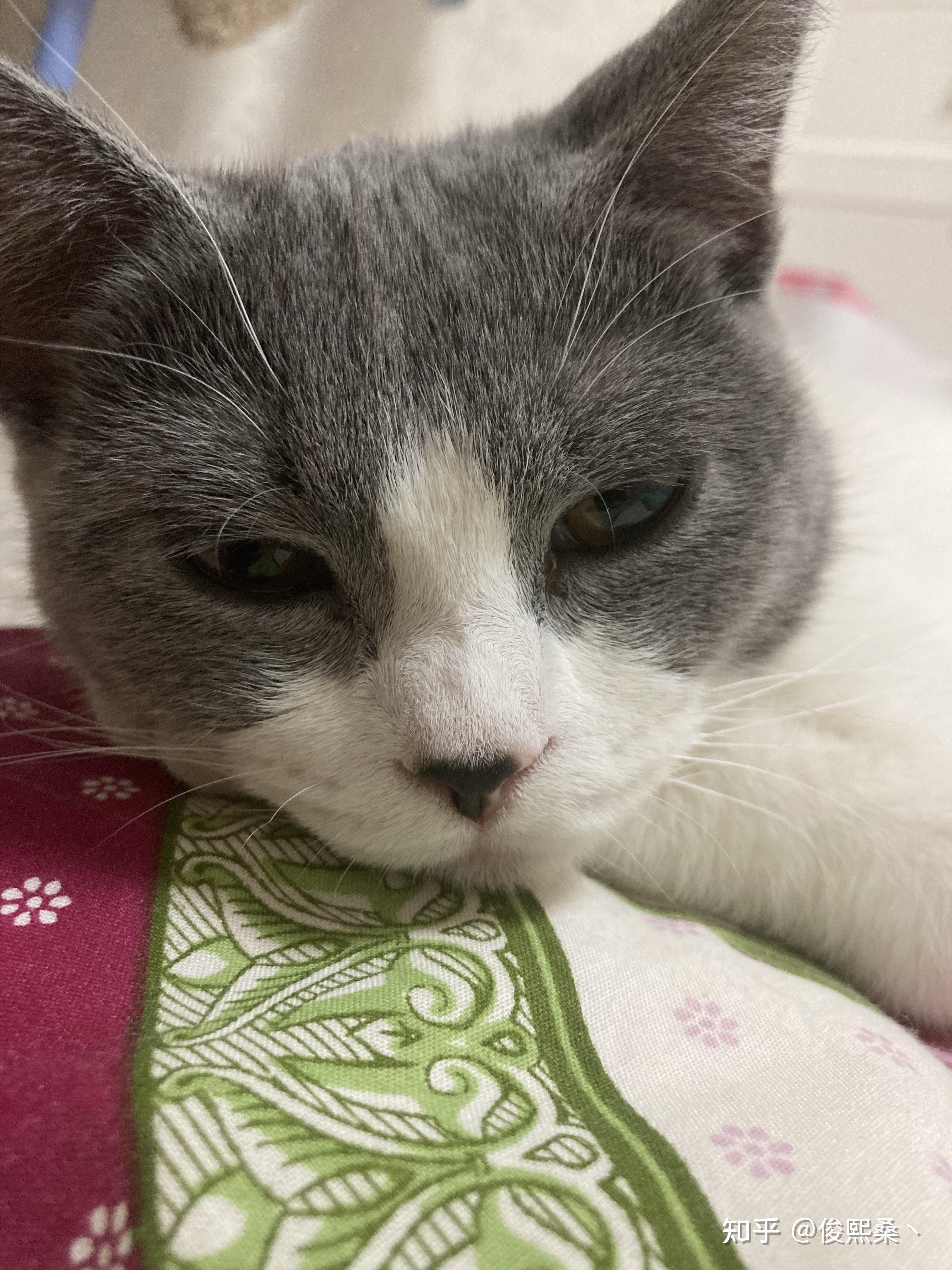 猫咪鼻子黑色和粉色两种颜色是遗传还是有什么疾病