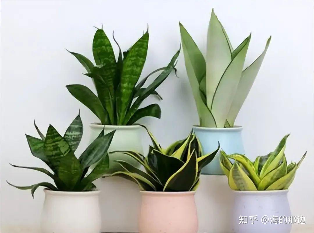 卧室发香绿植(卧室里放什么香味的香氛比较好?)