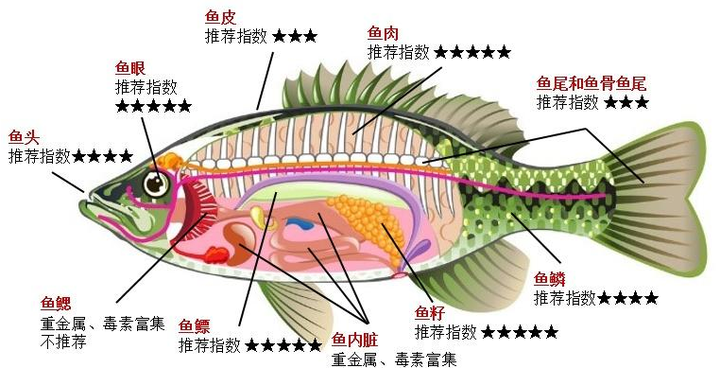 鱼类相关基础知识