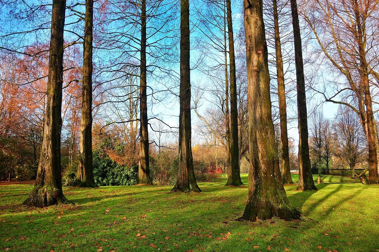 2. 松树叶子特点