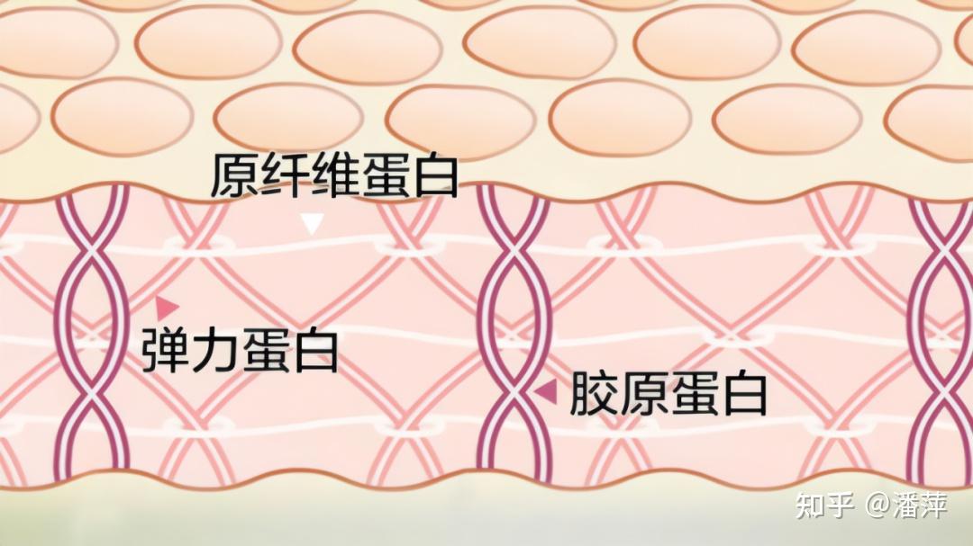 有人跟我解说一下重组人源三型胶原蛋白是什么吗