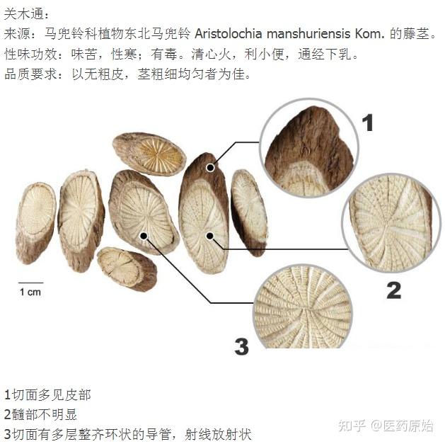 带你识别川木通 - 知乎