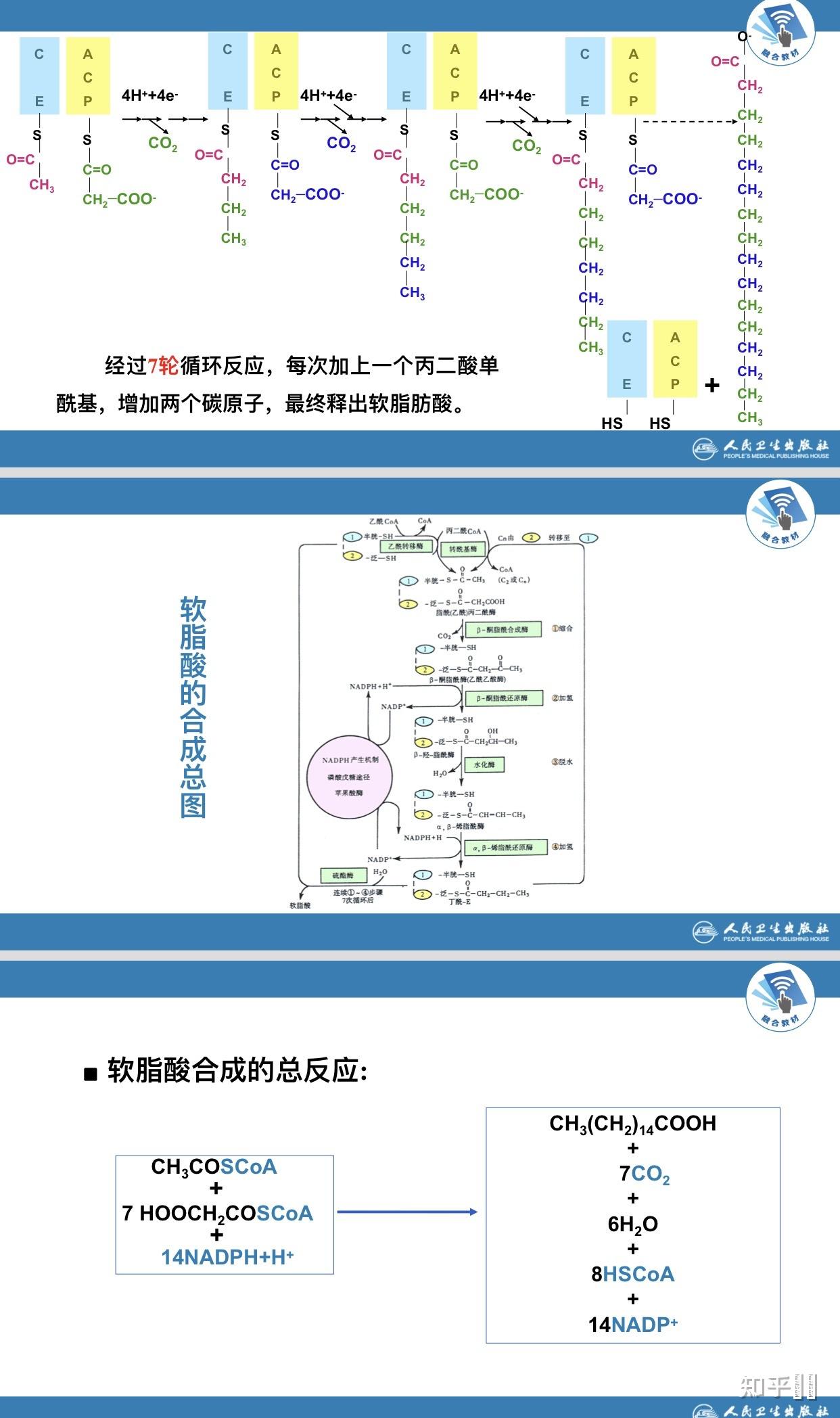 人体的脂质代谢是怎么个流程? - 知乎