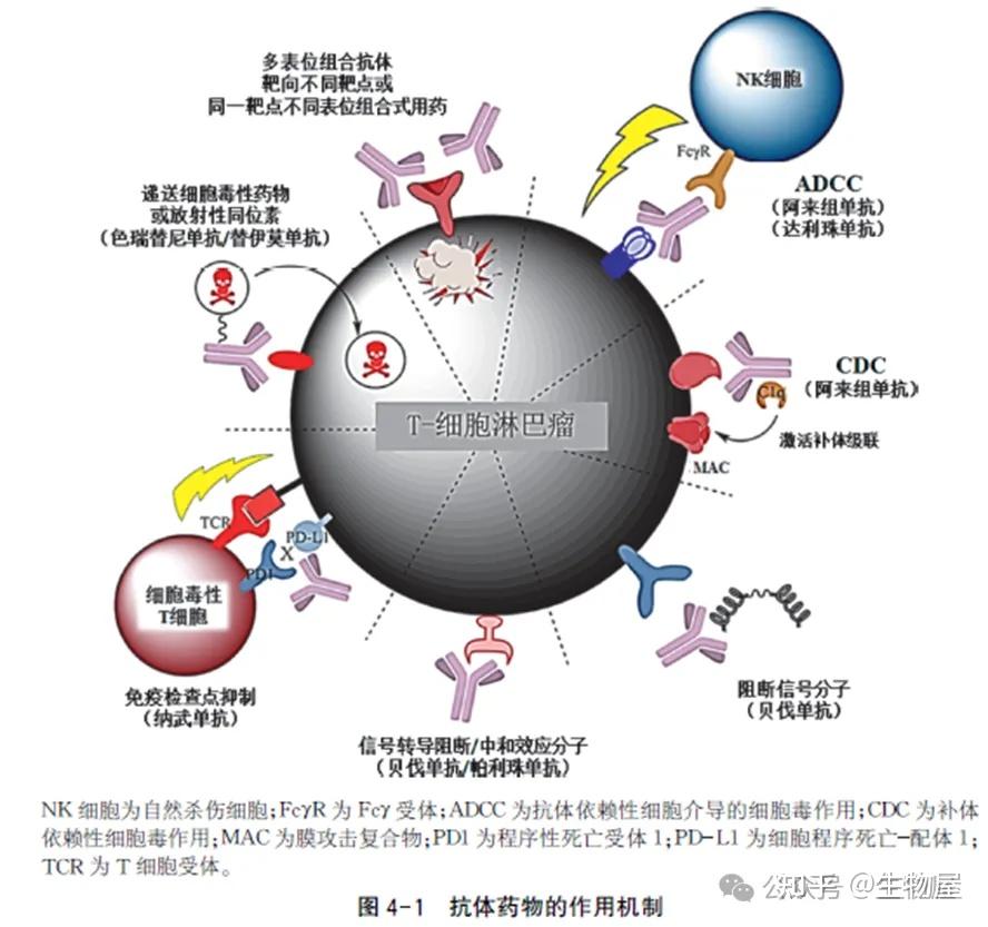 抗体药物研发(10):抗体分子的作用机制_Part 01 - 知乎