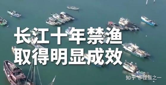 号称“长江最神秘的生物”!鳤鱼重现江湖,长江禁渔再次立奇功! - 知乎