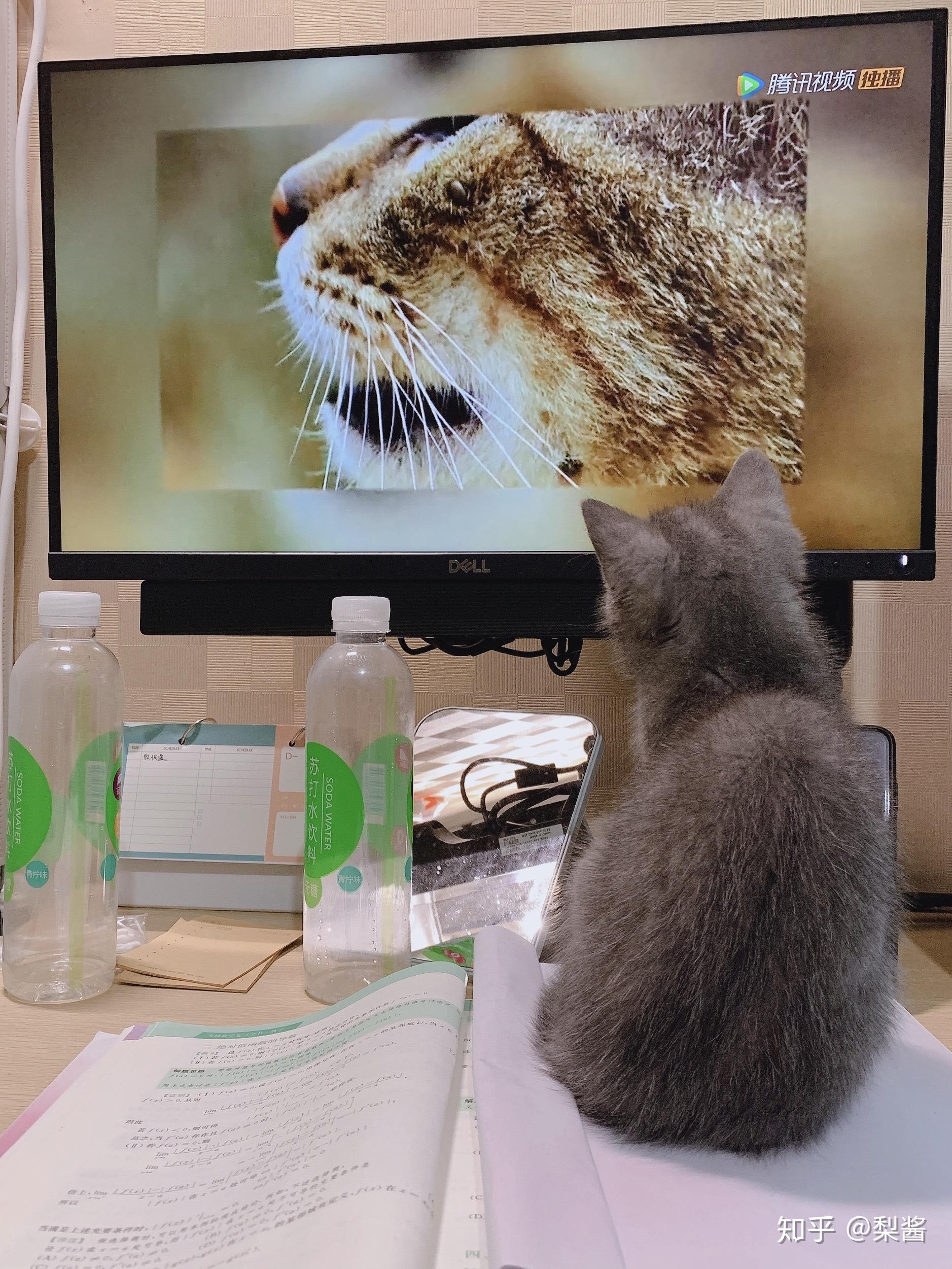 猫咪能看电视能看懂到什么水平? - 知乎