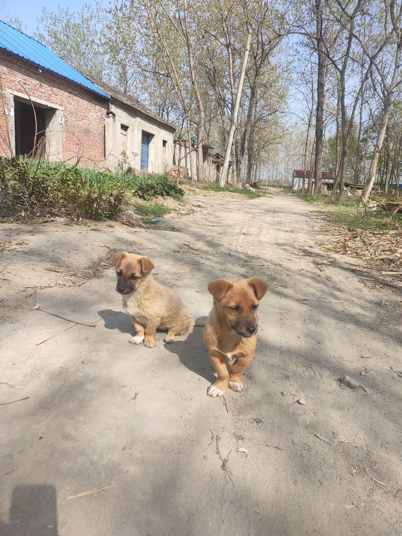 农村狗会幸福吗?