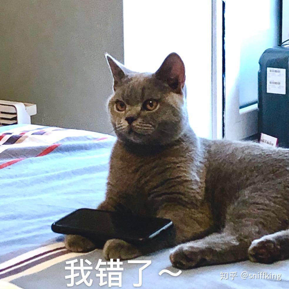 6个让猫咪乖乖听话的办法，养猫的你不能不知道！ - 知乎