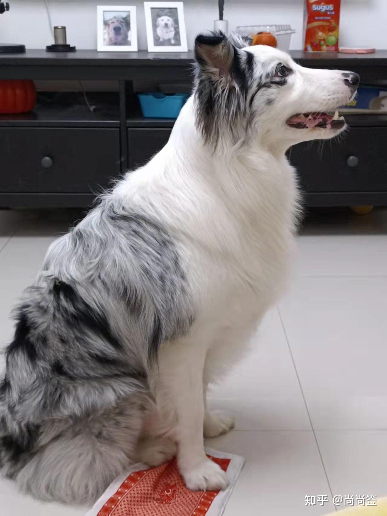 从来没见过这种边牧的颜色,是不是串? - 知乎