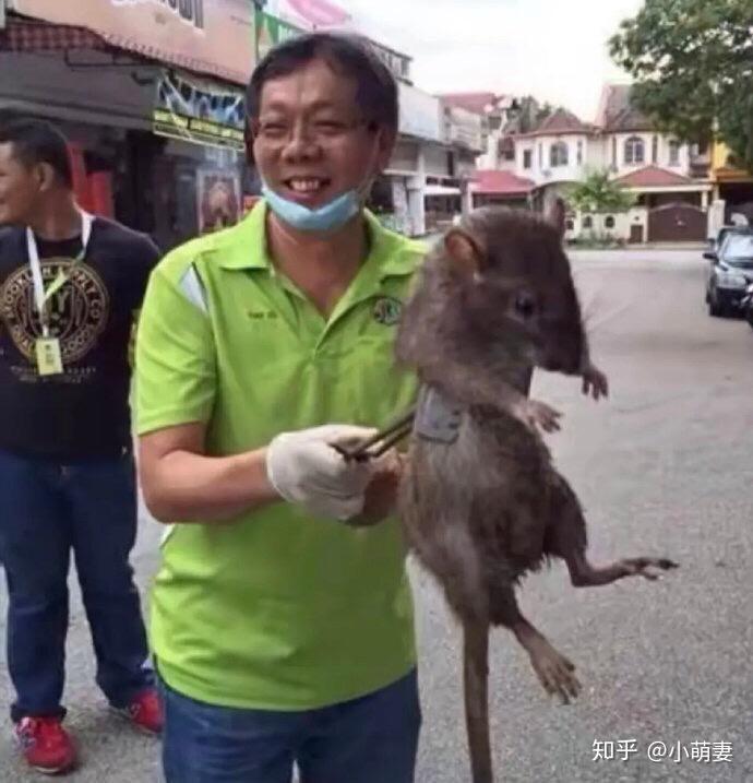 为什么大多数人会觉得老鼠可怕,而觉得仓鼠松鼠土拨鼠很可爱? - 知乎
