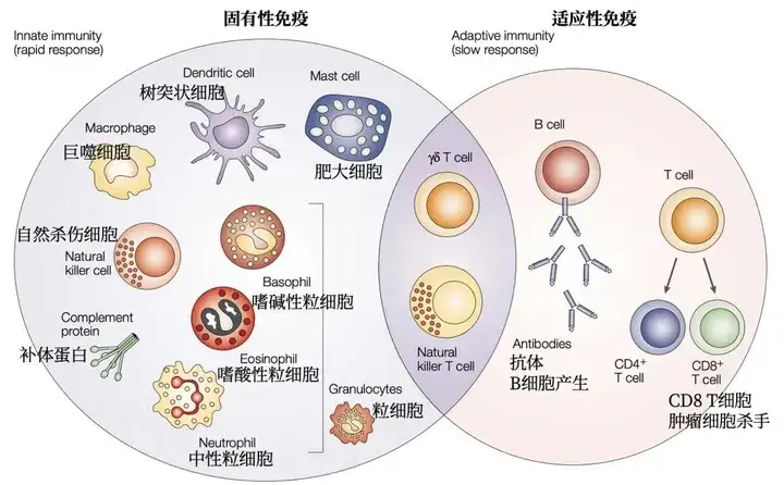 肿瘤免疫与单细胞,空间,外显子和免疫疗法