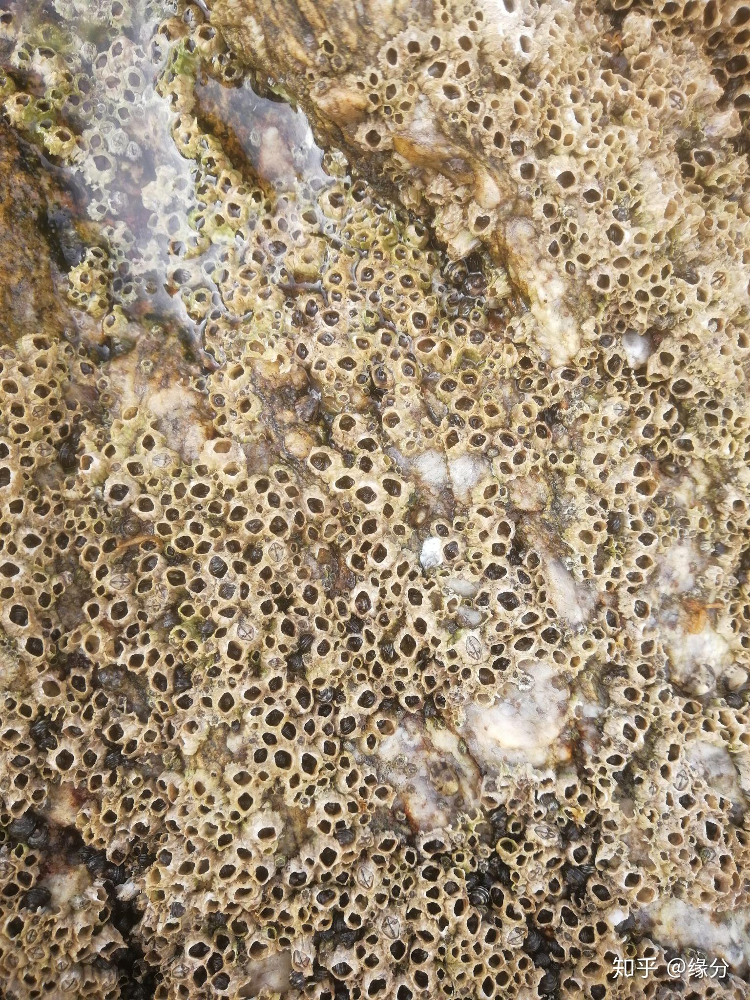在海边岩石上密密麻麻的小贝壳叫什么?