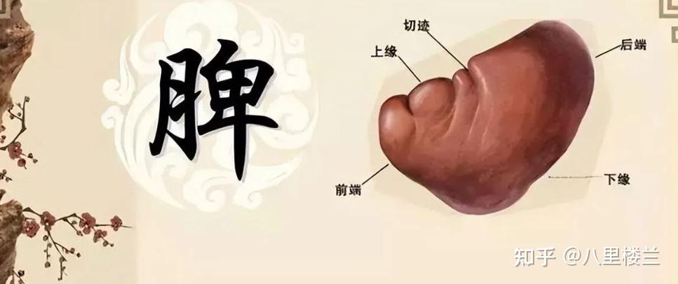 拉肚子,肚子疼?什么原因,怎么治? - 知乎