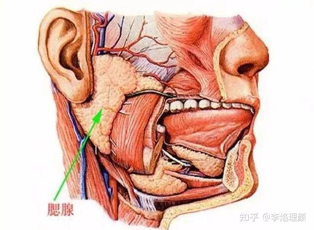 不吃硬東西咬肌能變小的說法有多少科學性?