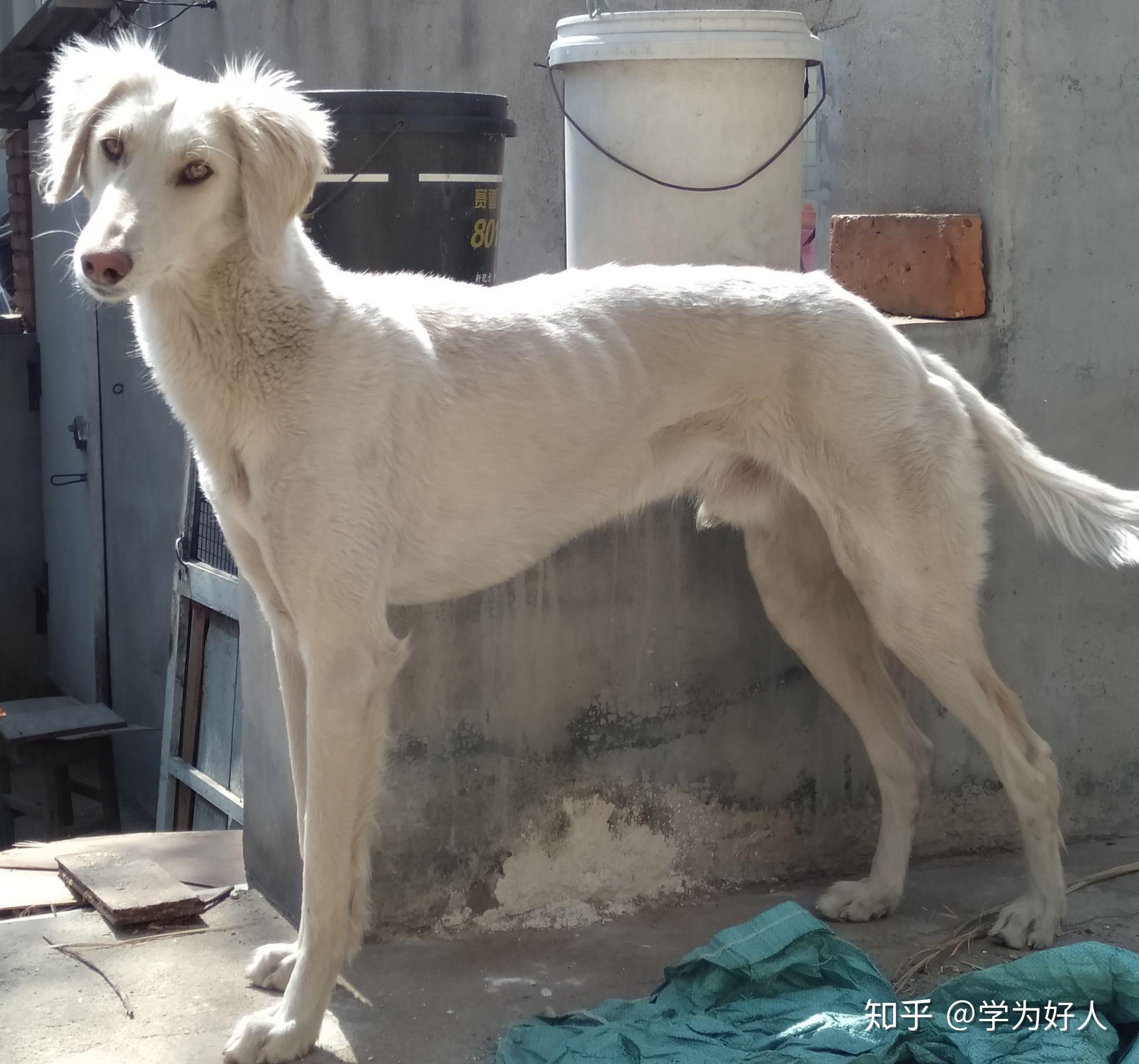 二郎神的哮天犬是什么品种的犬中华细犬