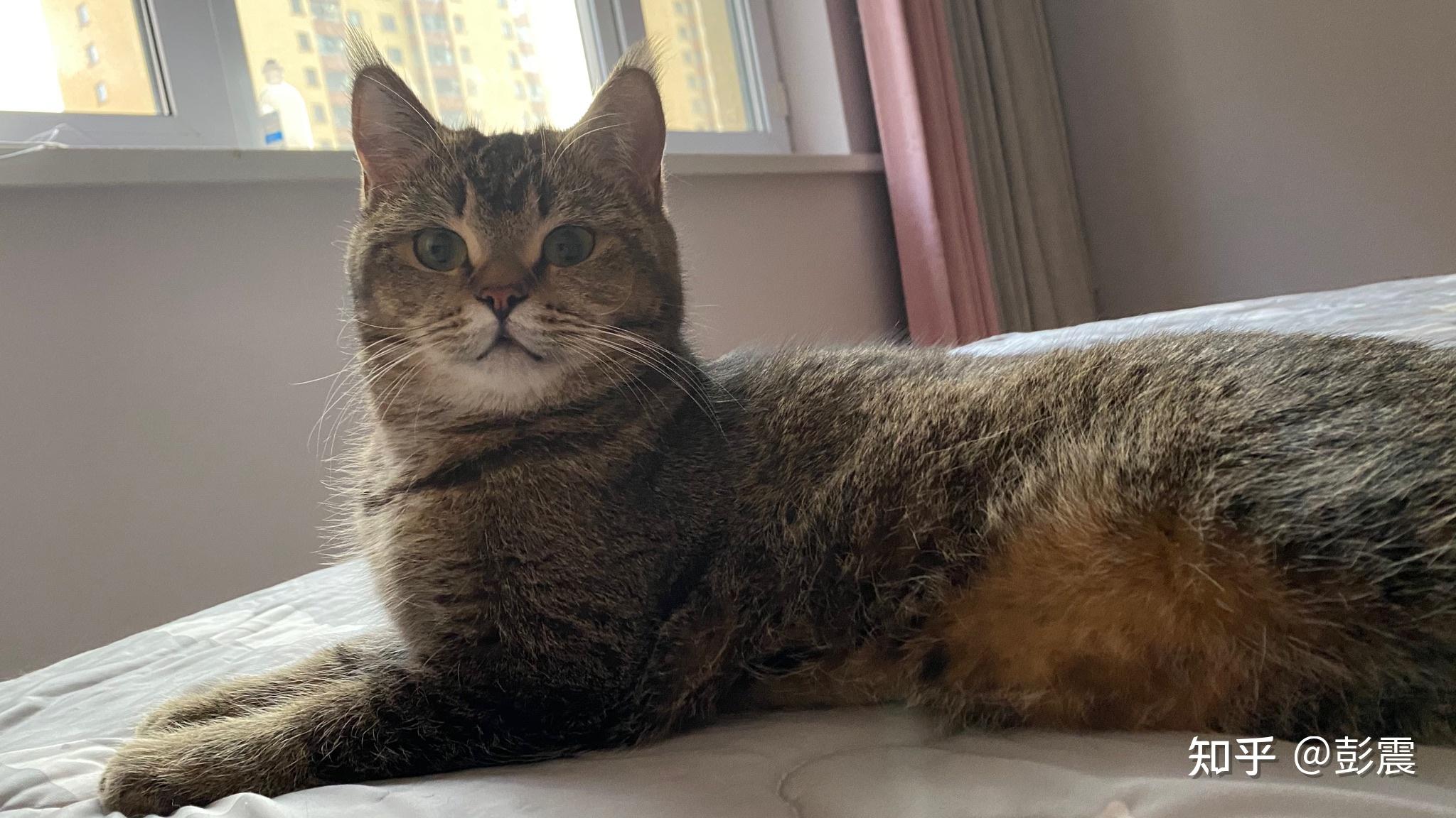 英短黑金渐层大家有了解吗