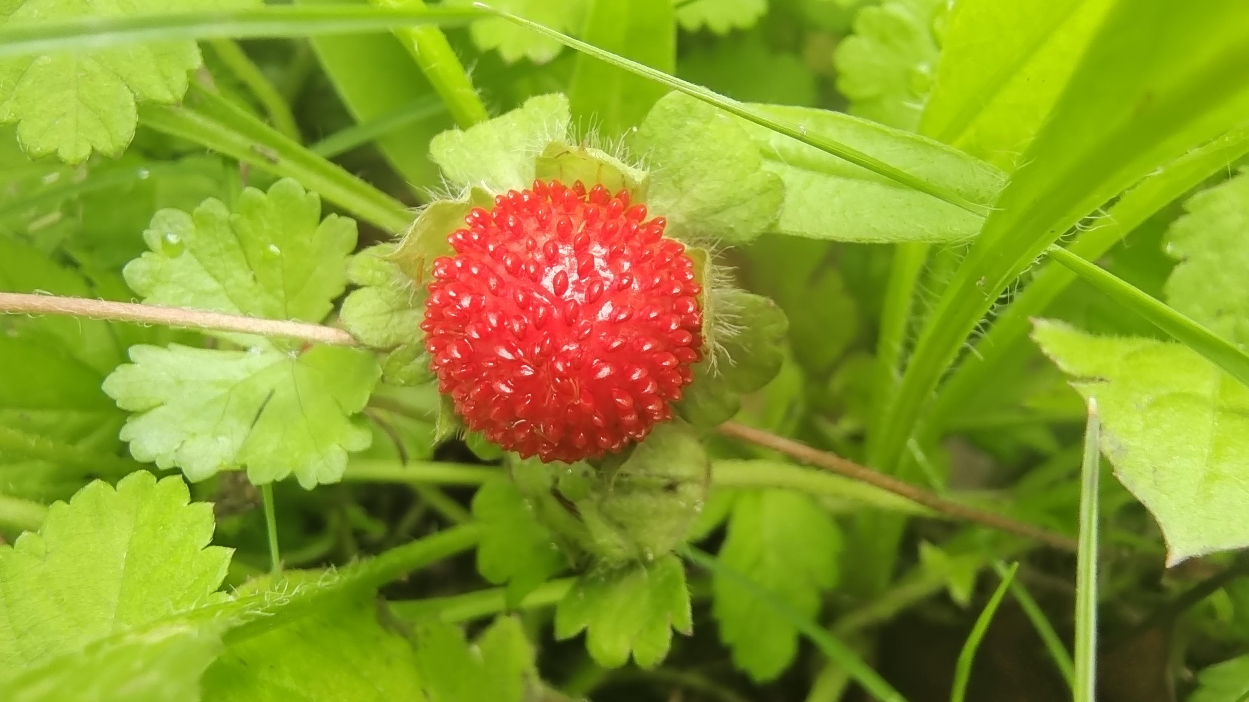 蛇莓可以吃吗? - 知乎