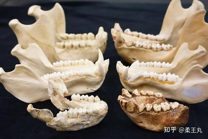 為什麼吃素的大猩猩犬齒長,吃肉的人類犬齒短? - 知乎