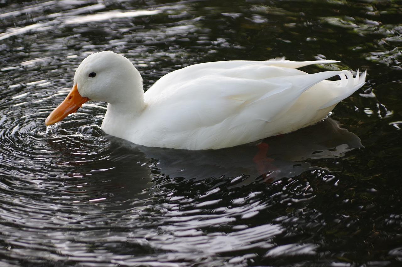 翻飞枝头的鹦鹉