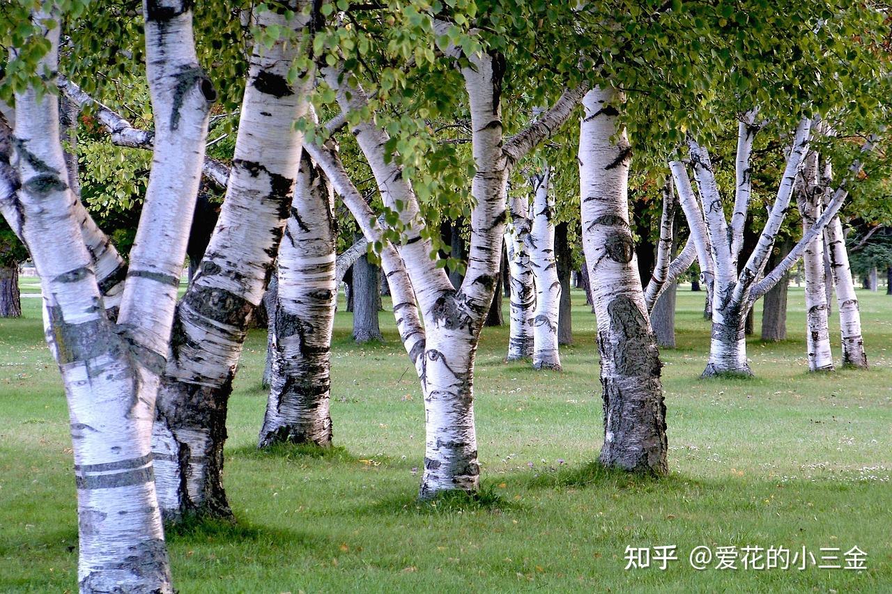 白桦树和白杨树的区别图片