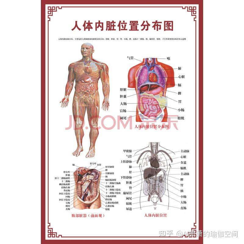 人体右下腹有哪些器官? 