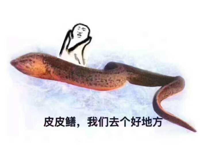 皮皮鳝琪琪图片