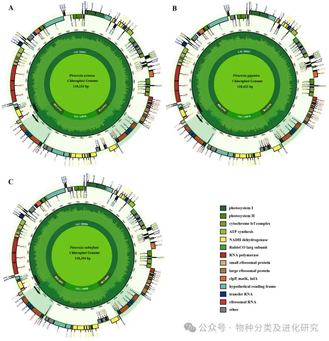 植物叶绿体基因组|最新发布-三种紫叶苔属植物的完整叶绿体基因组及其与紫叶苔的比较分析：密码子使用偏好性与系统发育 - 知乎