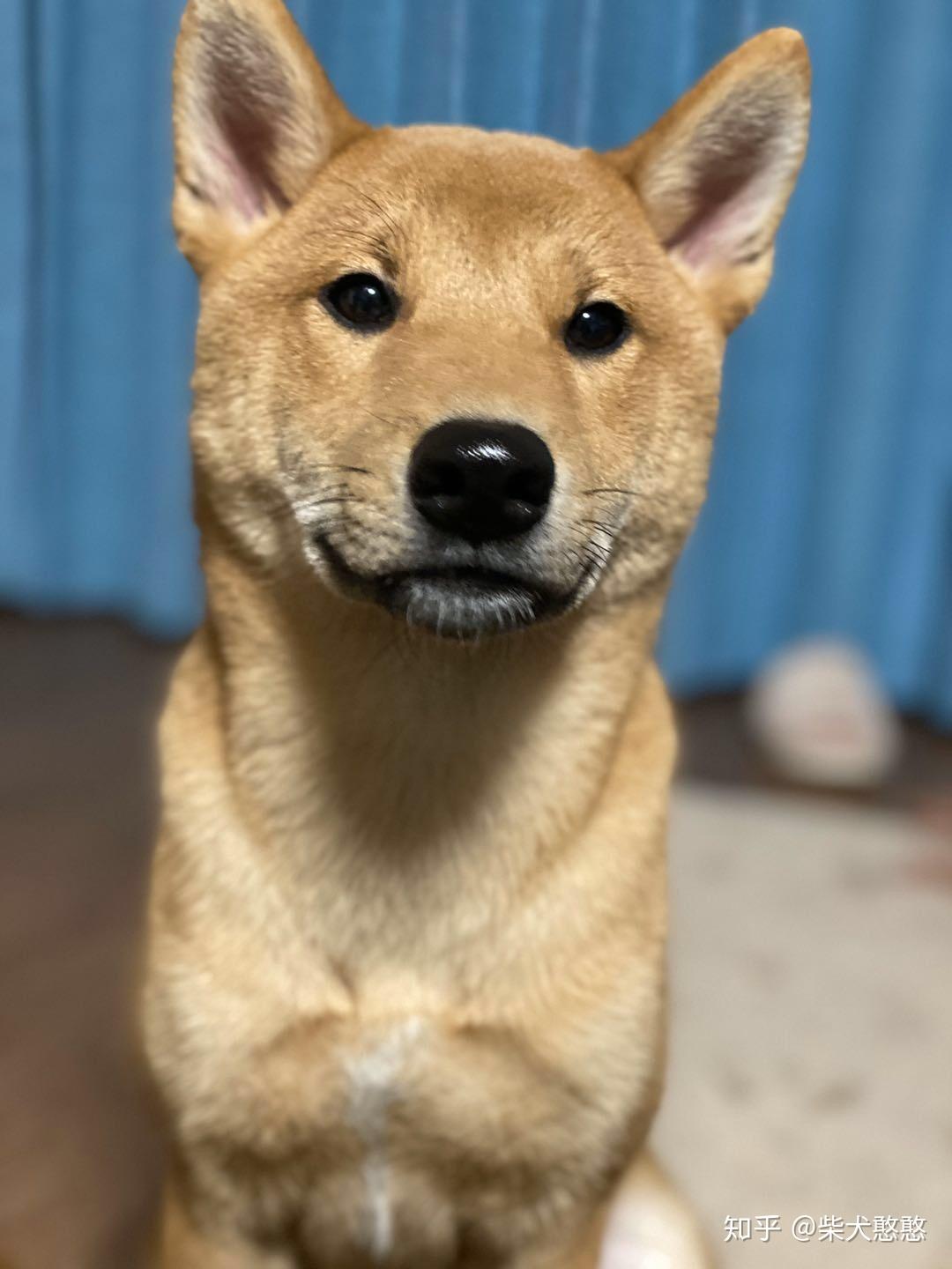 如何区分柴犬和土狗? - 知乎