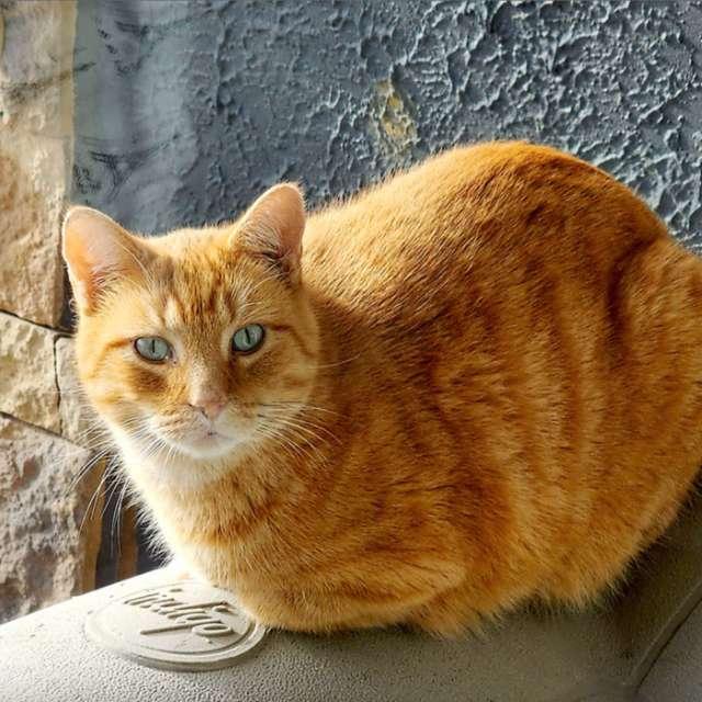 猫的性格是由颜色决定的吗？