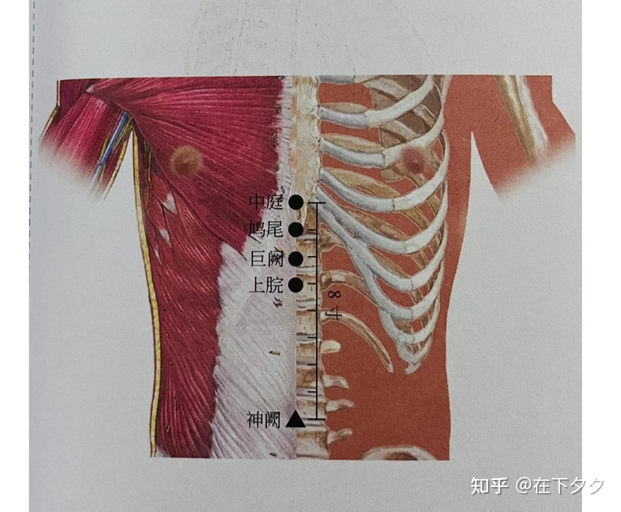 人纪系列——08针灸 神阙 水分 中脘 巨阙穴 - 知乎