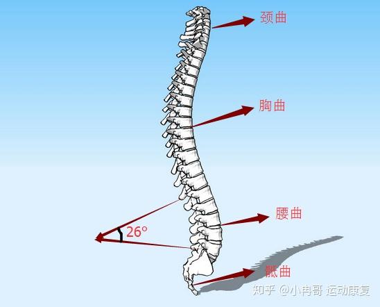 胸椎曲度变直的原因是什么
