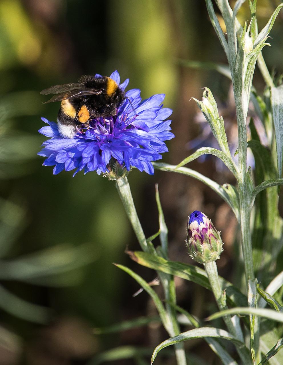2. 矢车菊庭院别墅