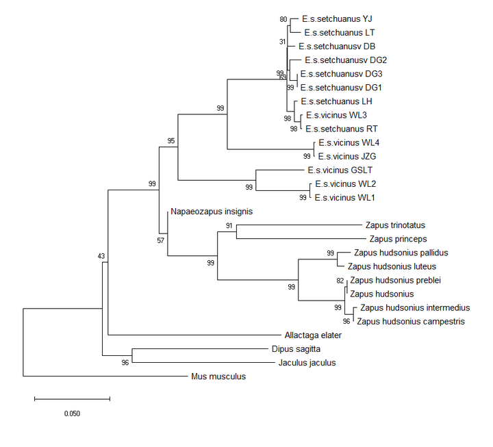 一文学会进化树构建基于mega软件