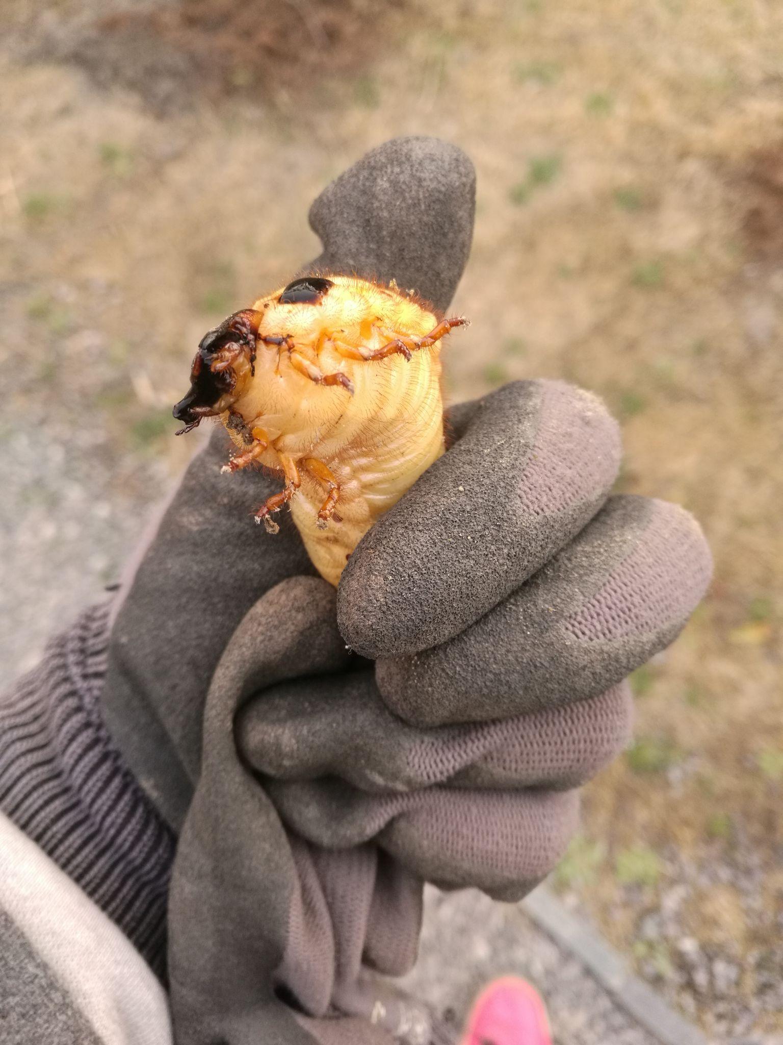 请问什么种类的蛴螬幼虫可以食用? - 知乎