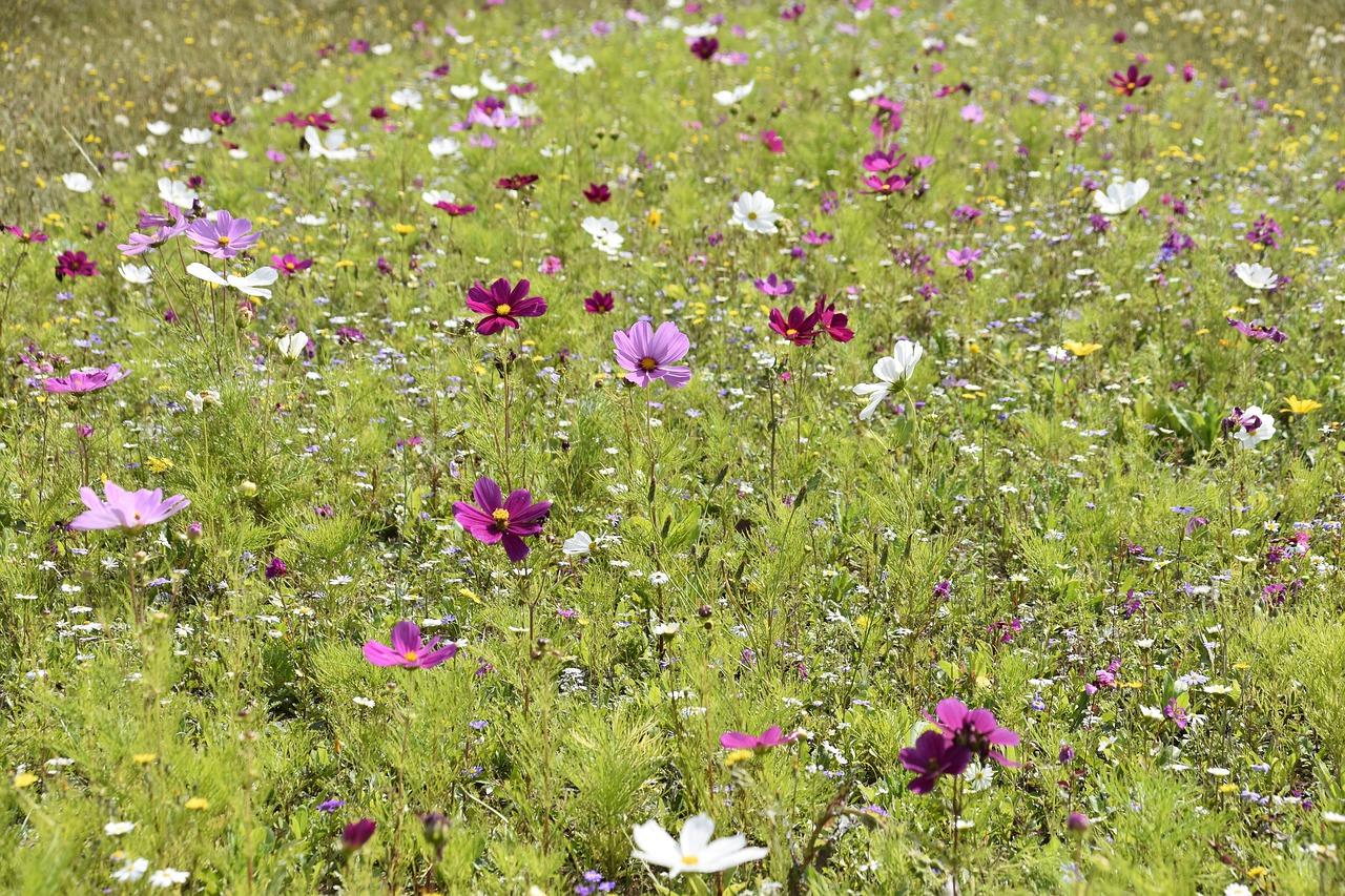 春暖花开，万物复苏