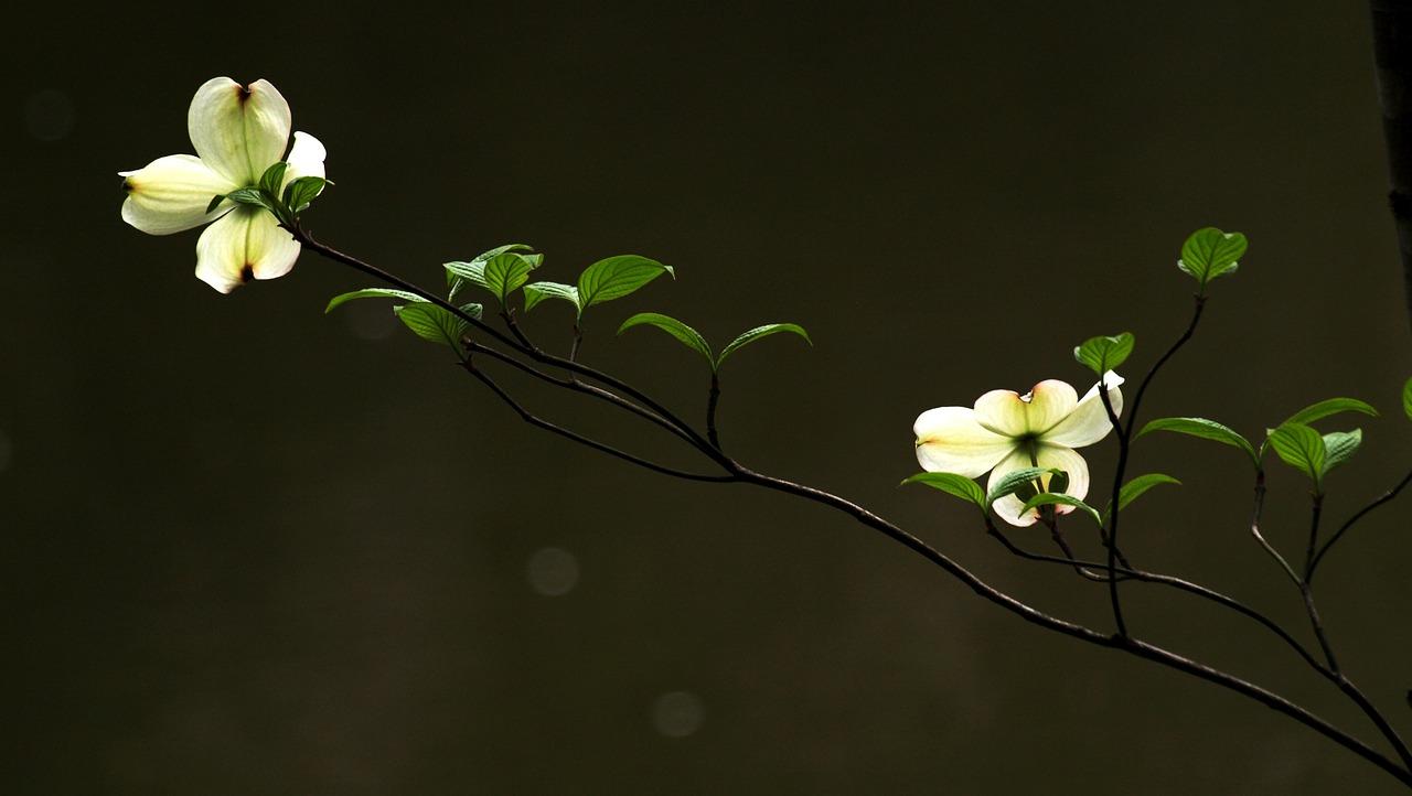 草梅什么时候成熟