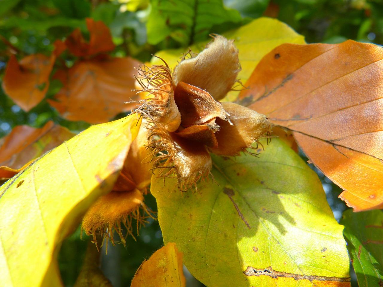 多少年榉木才能成材