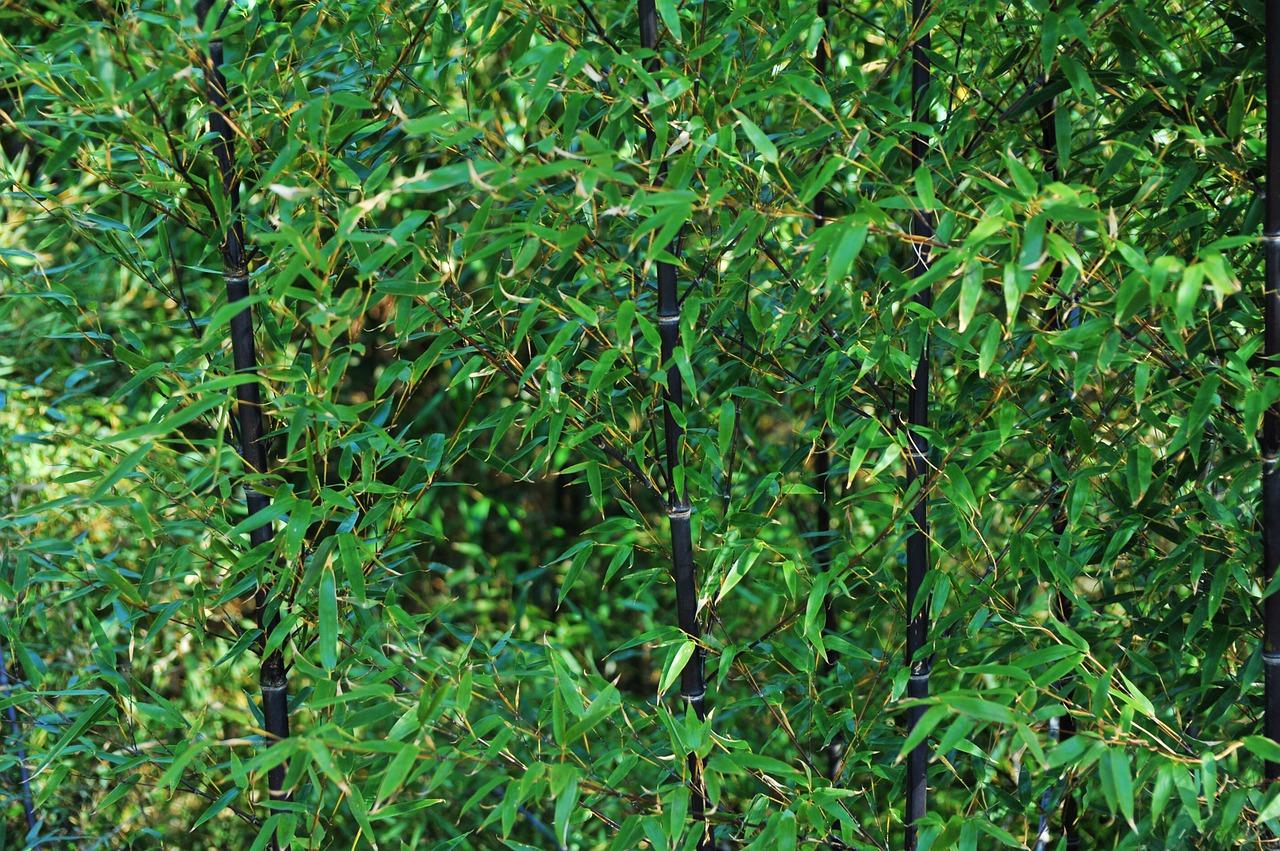 2. 竹子生长习性