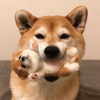 桔桔