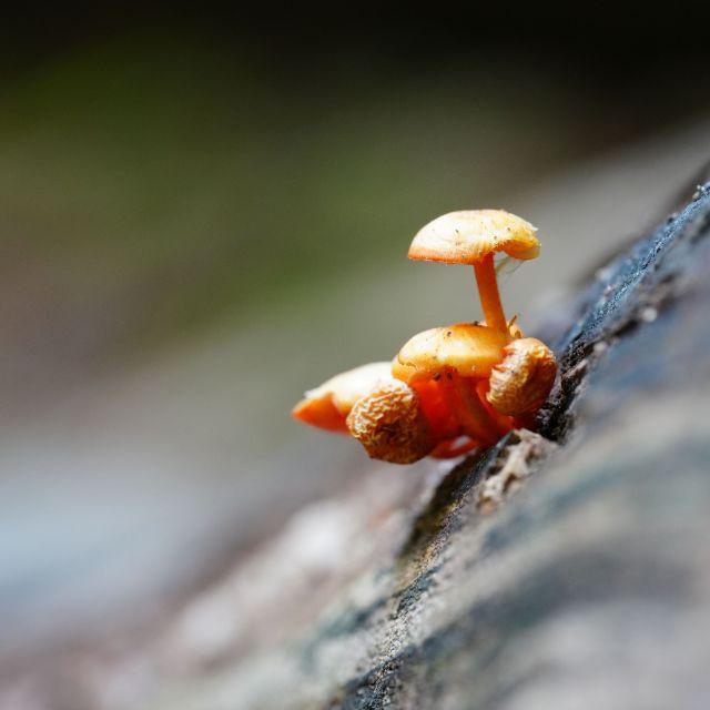 吃菌子出现幻觉闭眼有用吗？盲人也会产生幻觉吗？