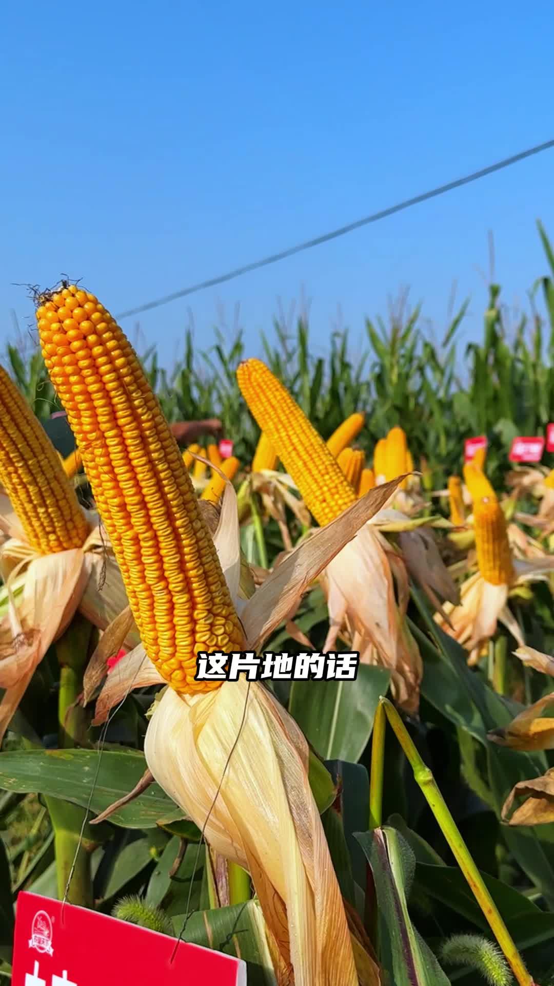 迪卡9460玉米种子图片