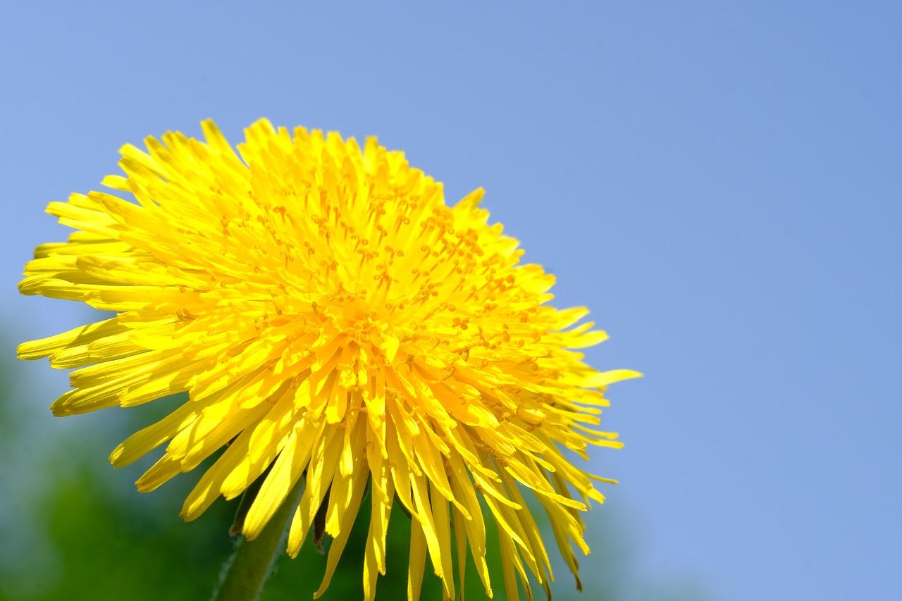 4. 树冠绿化效果