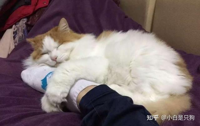 “养猫人”和“养狗人”差别真的很大,不对比你都不知道 - 知乎