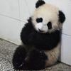 呆萌的小熊猫