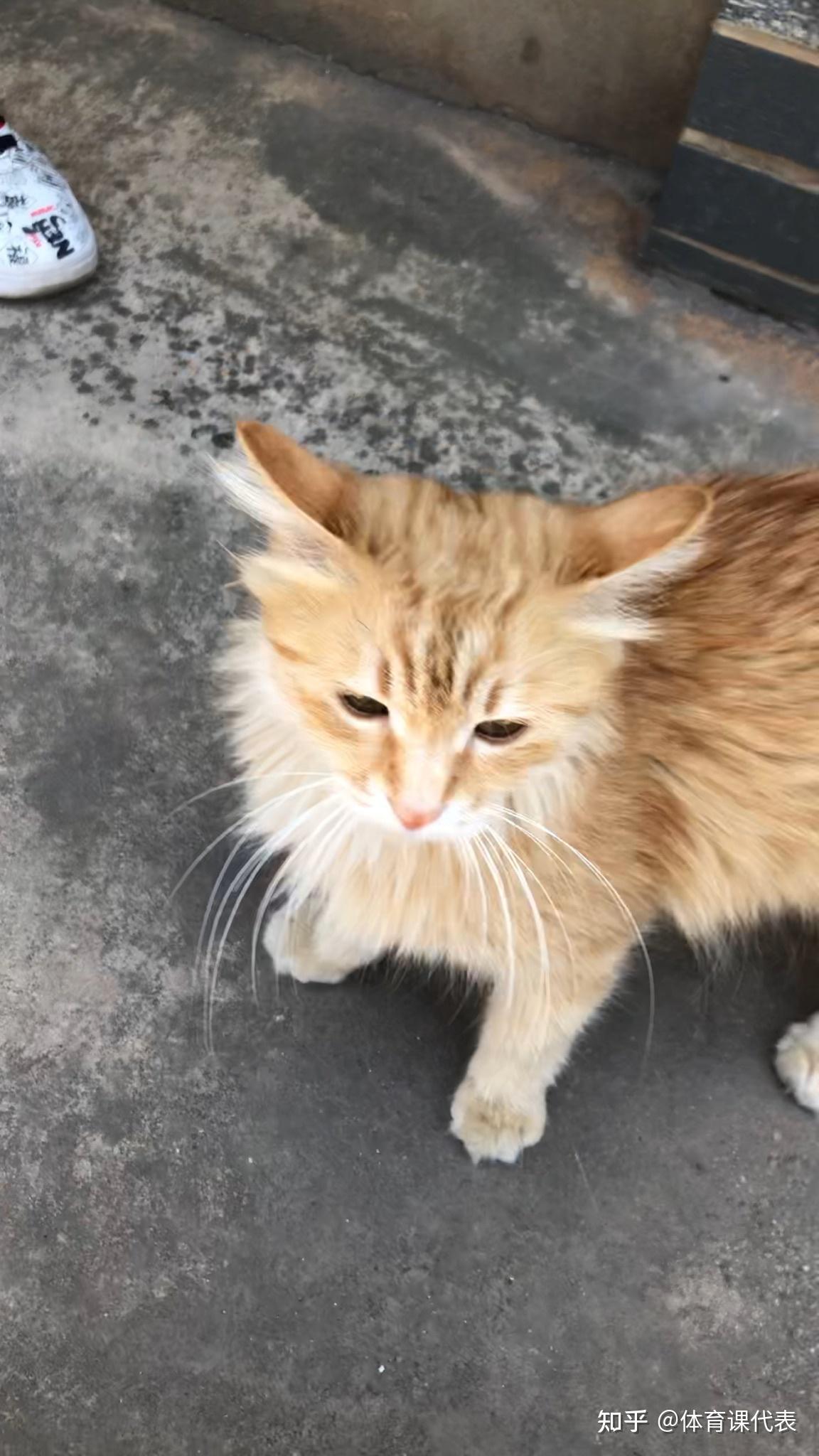 卖家说这是布偶和橘猫的串想问下这是串还是就是橘猫啊