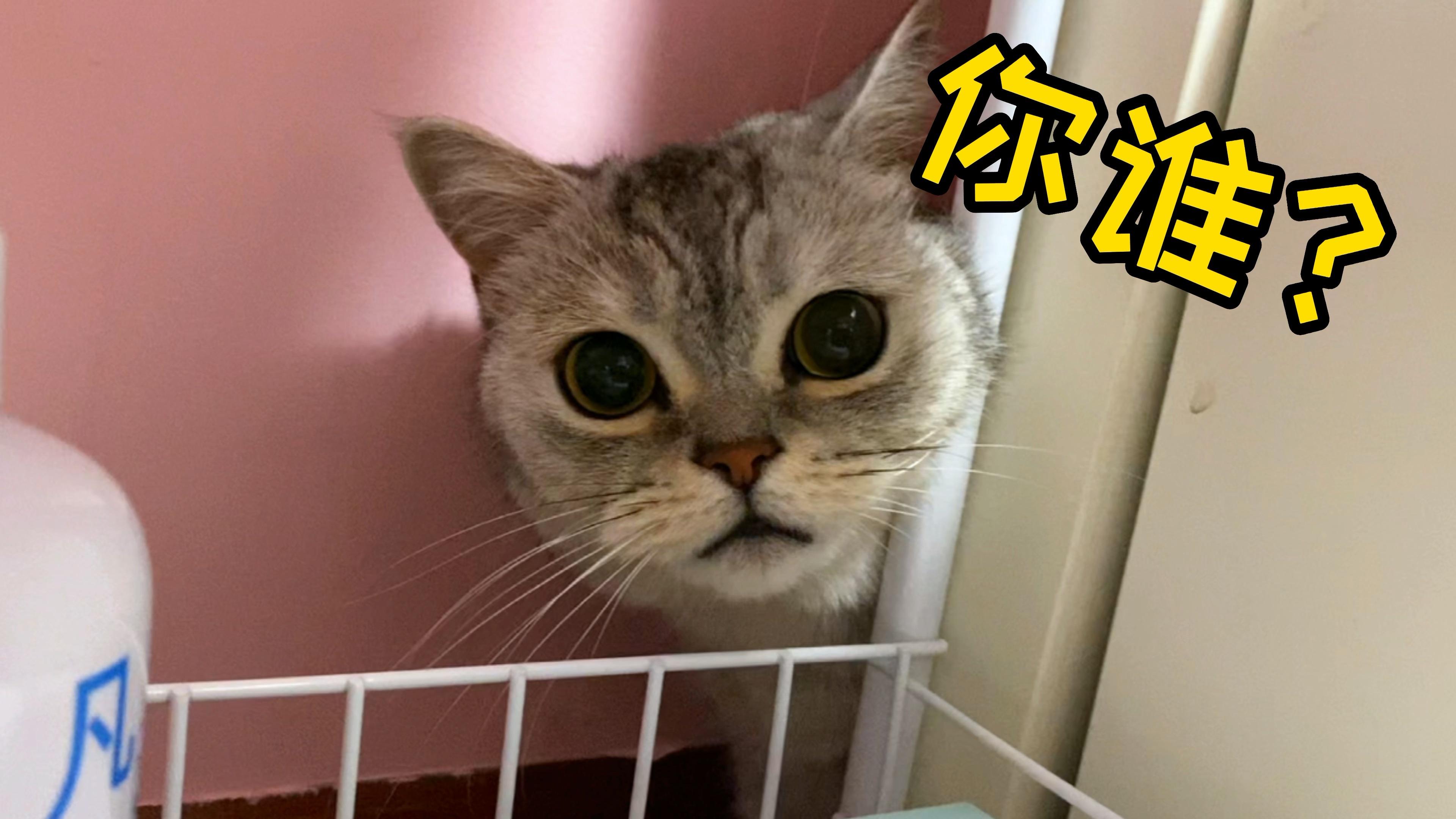 20天没回家,这猫又得重启了… - 知乎