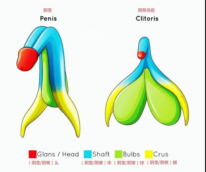 阴蒂,一个会勃起,有高潮的性器官!