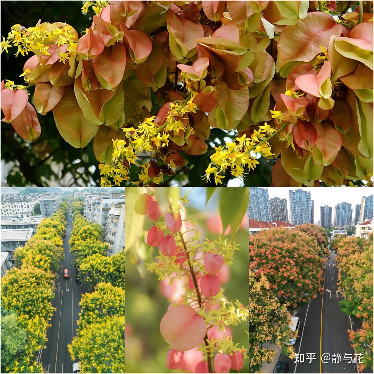 满树挂果的栾树,热闹了一年又一年的秋冬~ - 知乎
