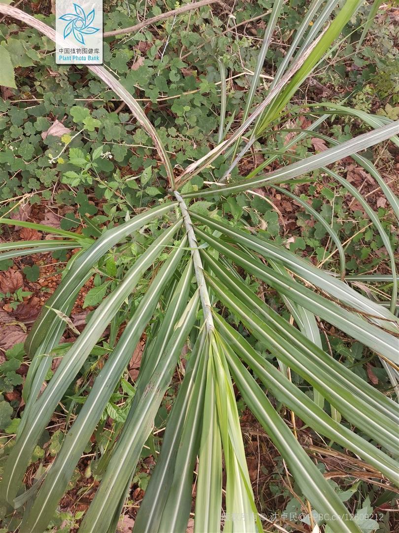 禾本科一些类似芦苇和芒的常见植物 - 知乎