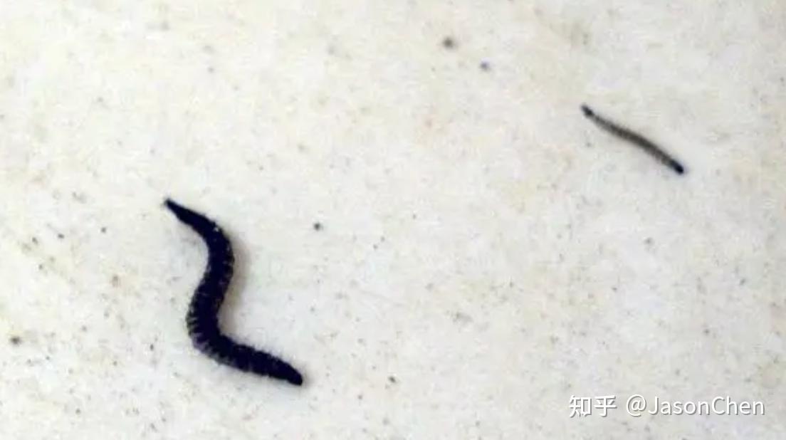 卫生间洗手台上好多这种虫子,这是什么虫子啊?怎么处理比较好?